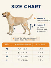 Kevrilo sur chien en promenade aidant mobilité et confiance