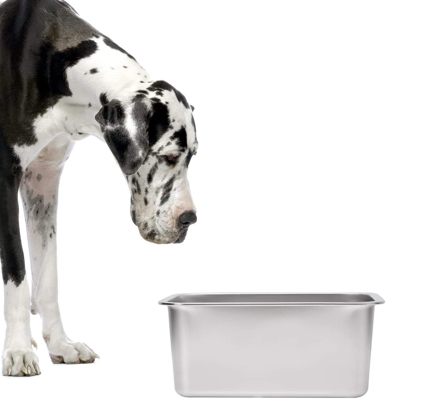 Kichwit bol placé dans un lave-vaisselle pour un nettoyage hygiénique