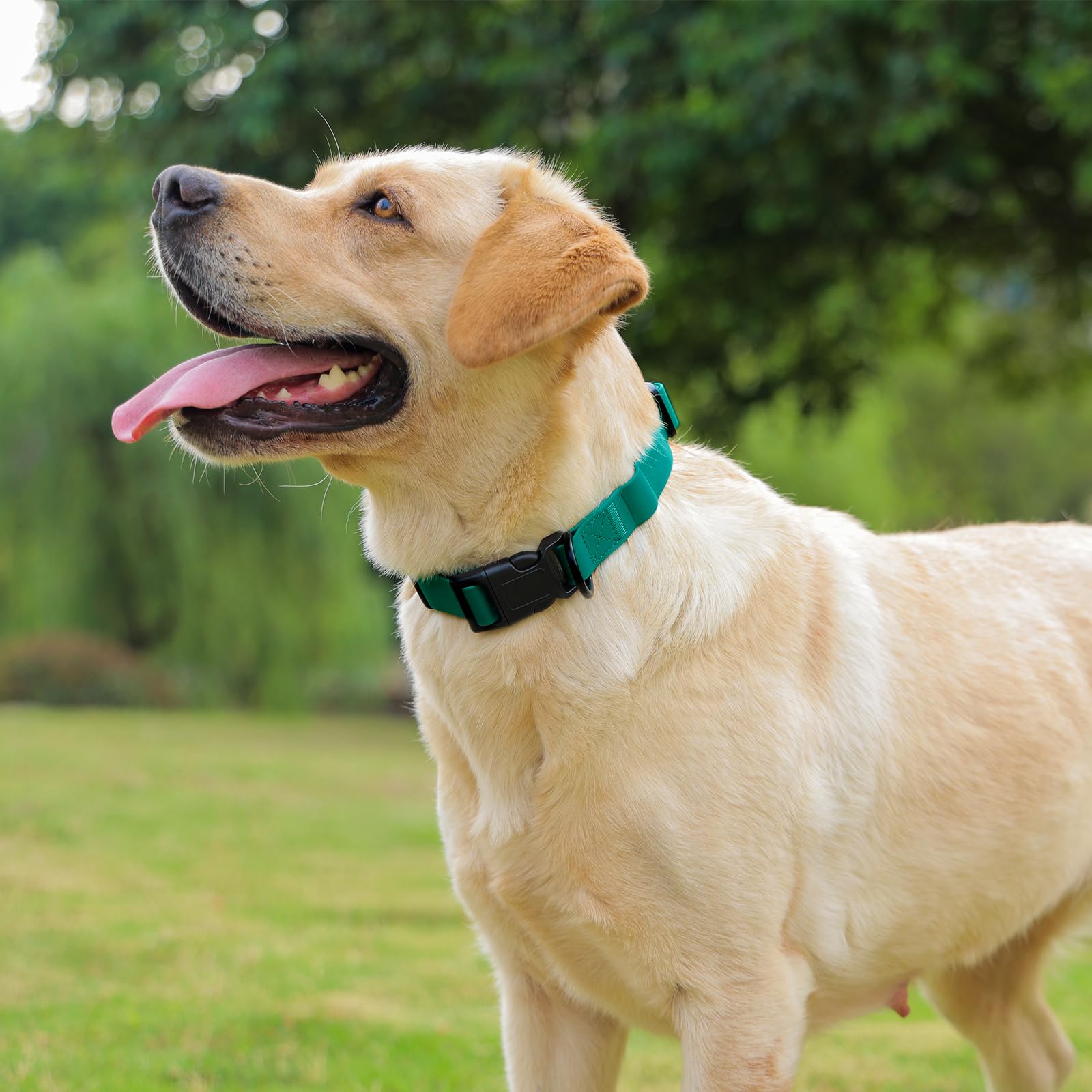 KIDDING PETS collier comparaison taille montre ajustement facile