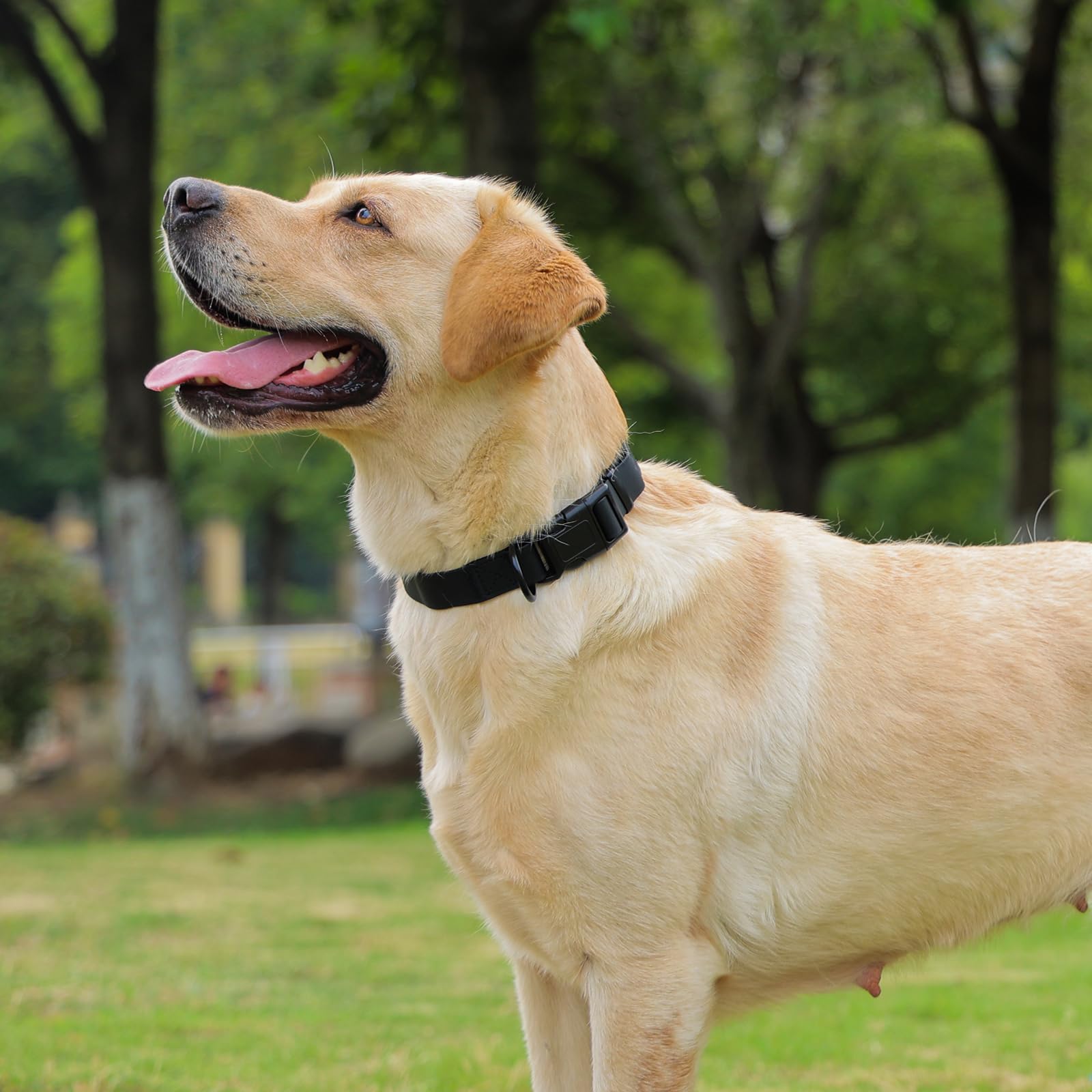 KIDDING PETS collier posé à côté d'une règle pour comparaison de taille