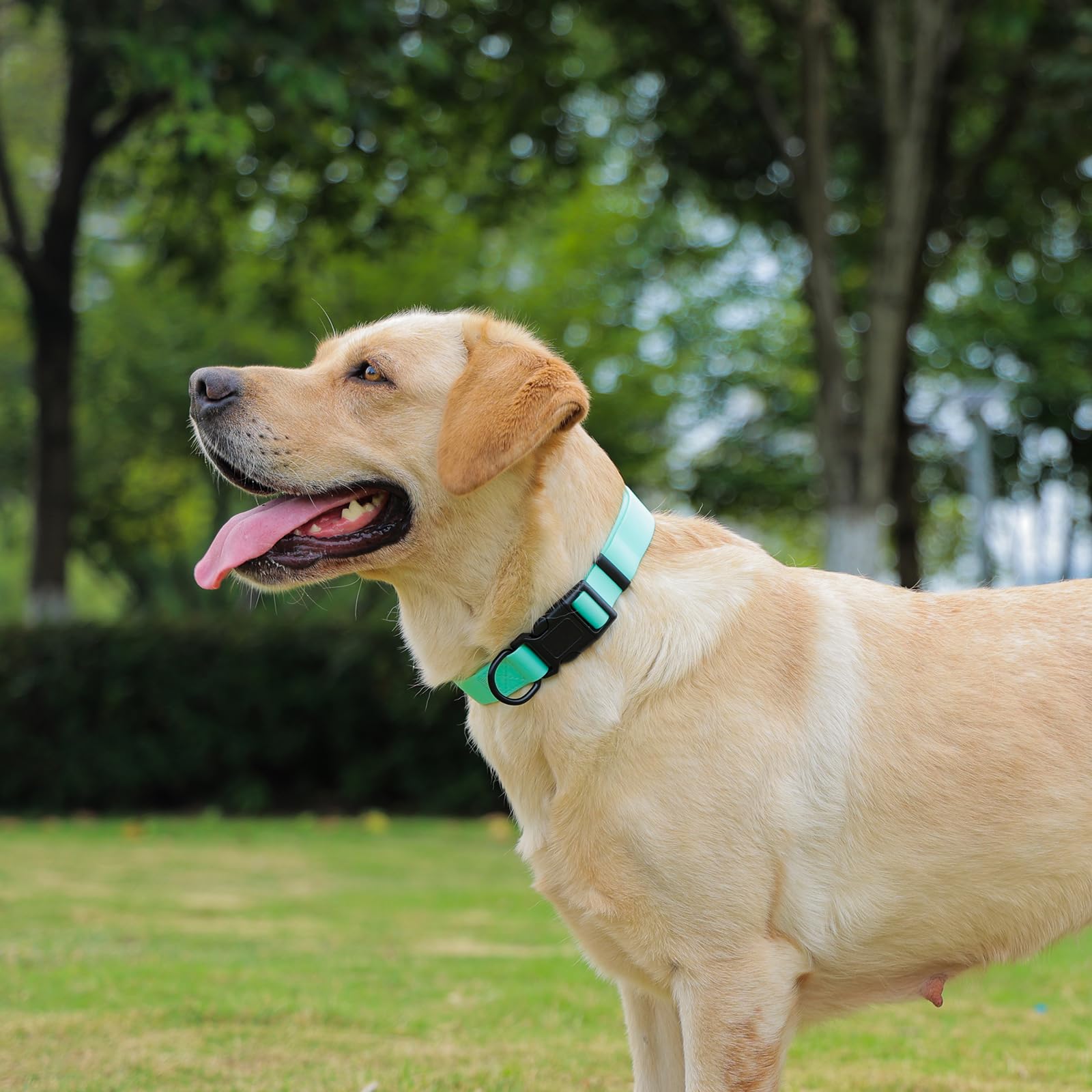 KIDDING PETS collier taille L posé sur règle pour vérifier ajustement précis