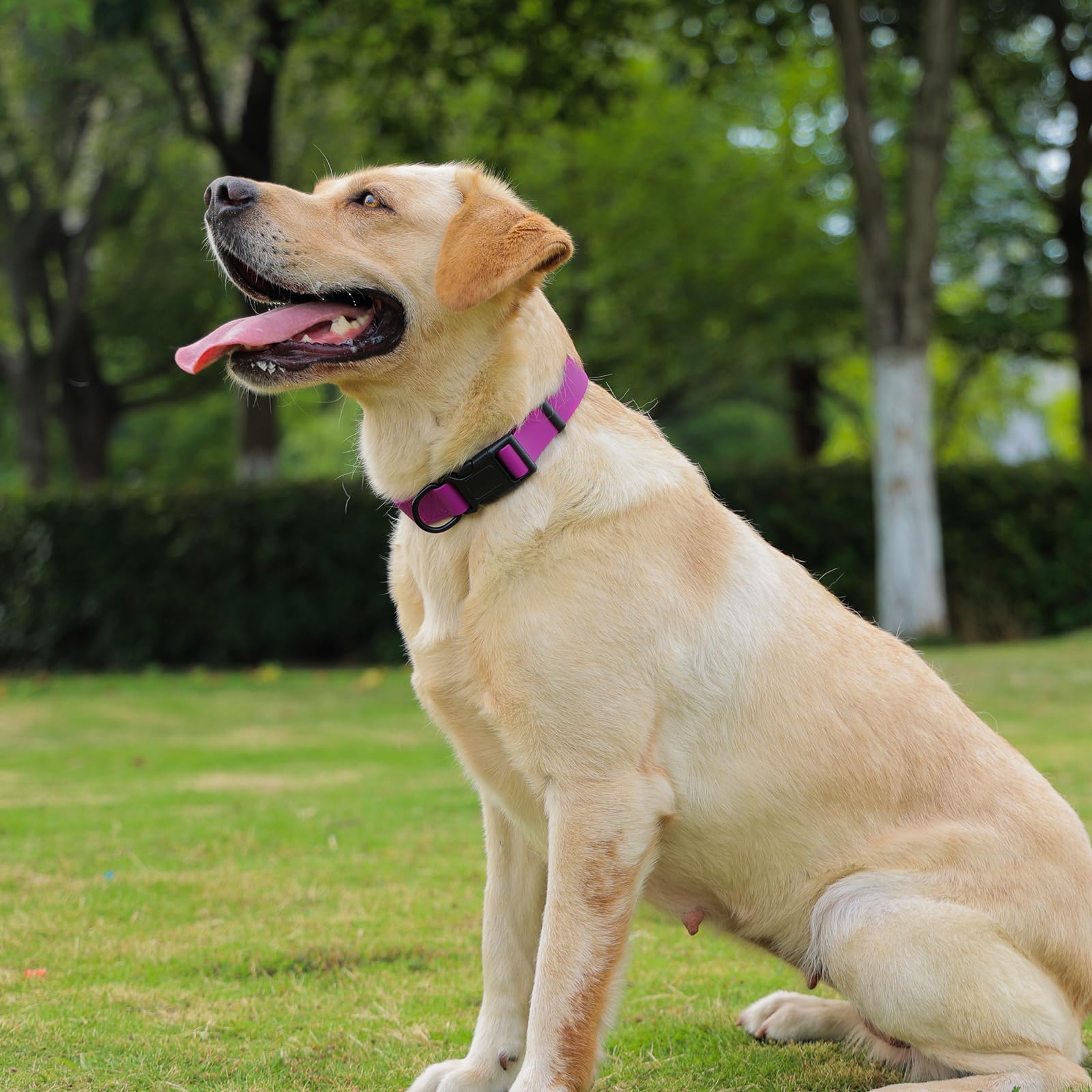 KIDDING PETS comparaison d'échelle, dimension M adaptée 30–47 cm