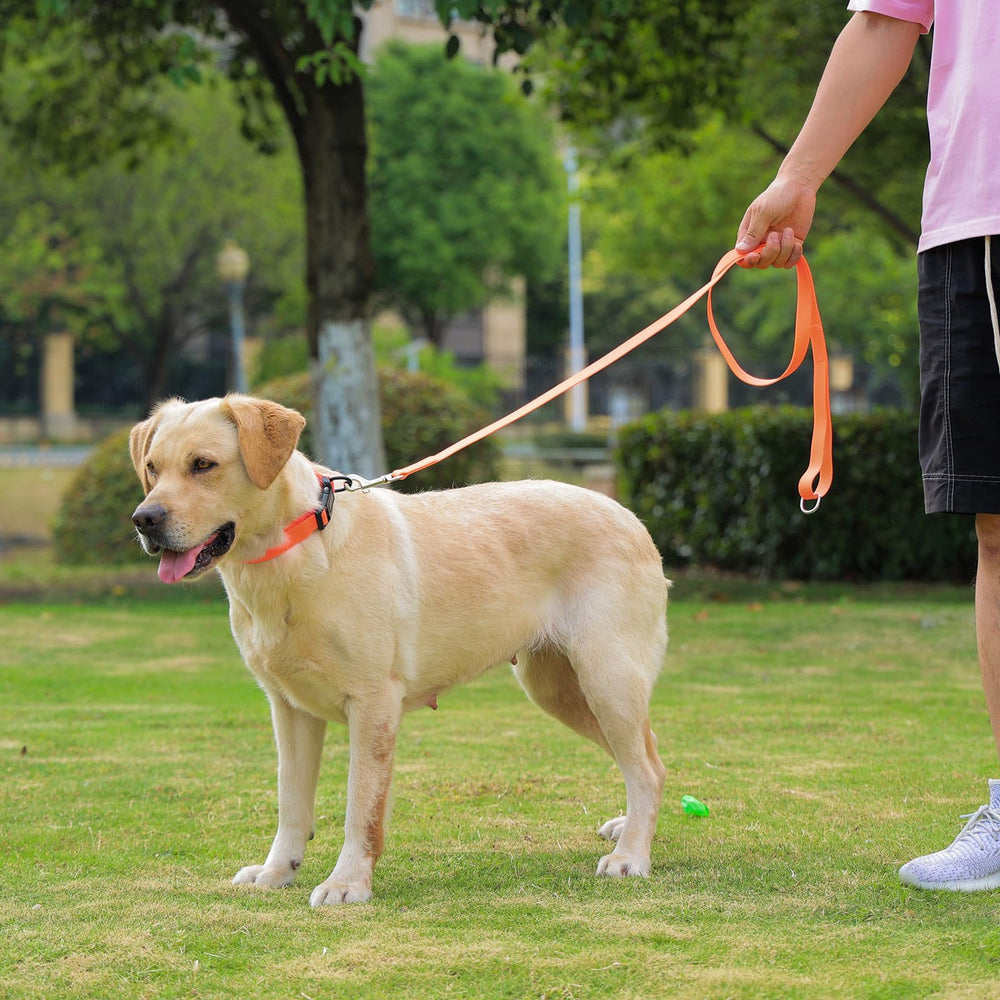 KIDDING PETS plusieurs couleurs exhibant choix esthétique et personnalisation