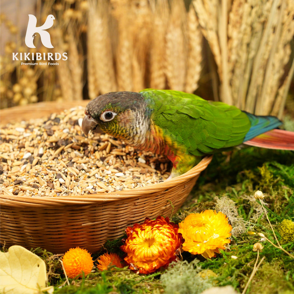 KikiBirds dans un cadre de vie d'oiseau montrant appétit et vitalité