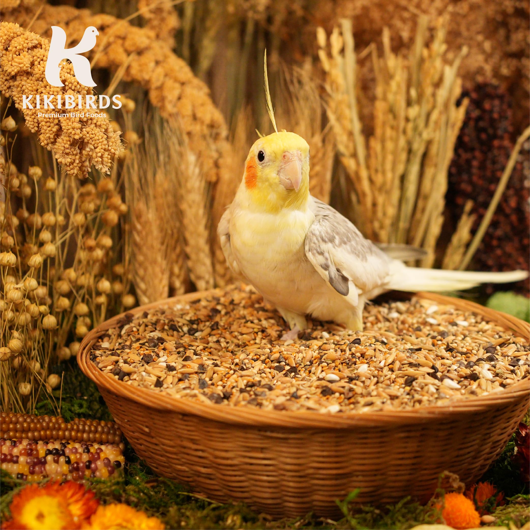 KikiBirds mélange servi avec pellets et fruits complète régime