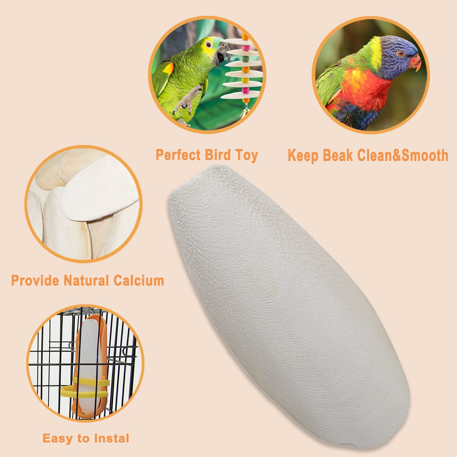 KINGMO cuttlebone à côté d'une règle pour visualiser la taille