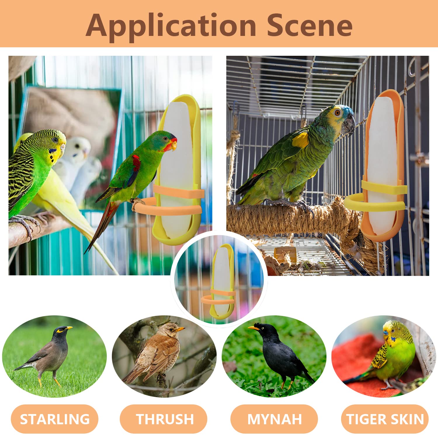 KINGMO cuttlebone en usage dans une cage, favorise mastication active