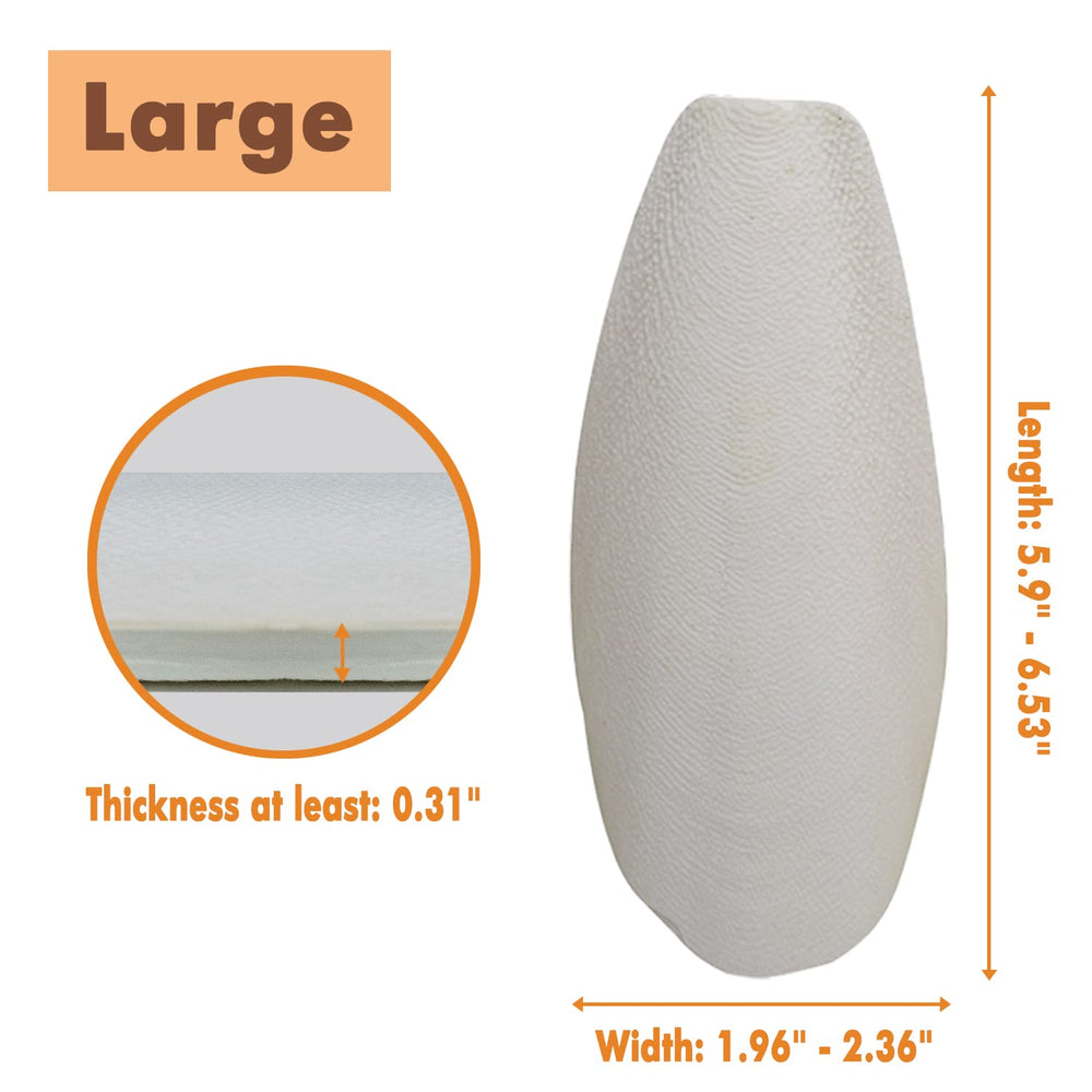 KINGMO gros plan sur la texture du cuttlebone pour limer le bec
