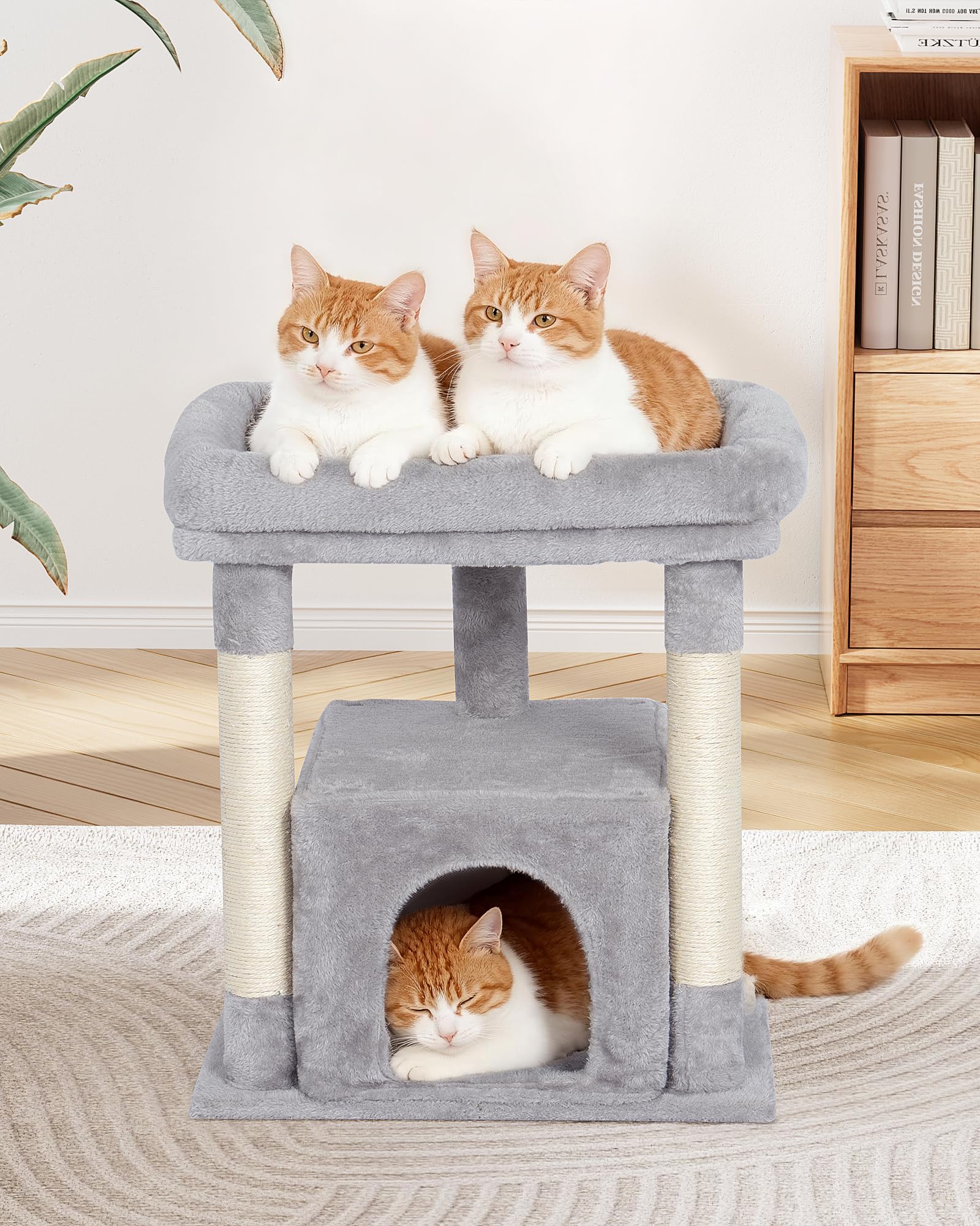 KinoTail comparaison taille montrant adéquation pour grands chats