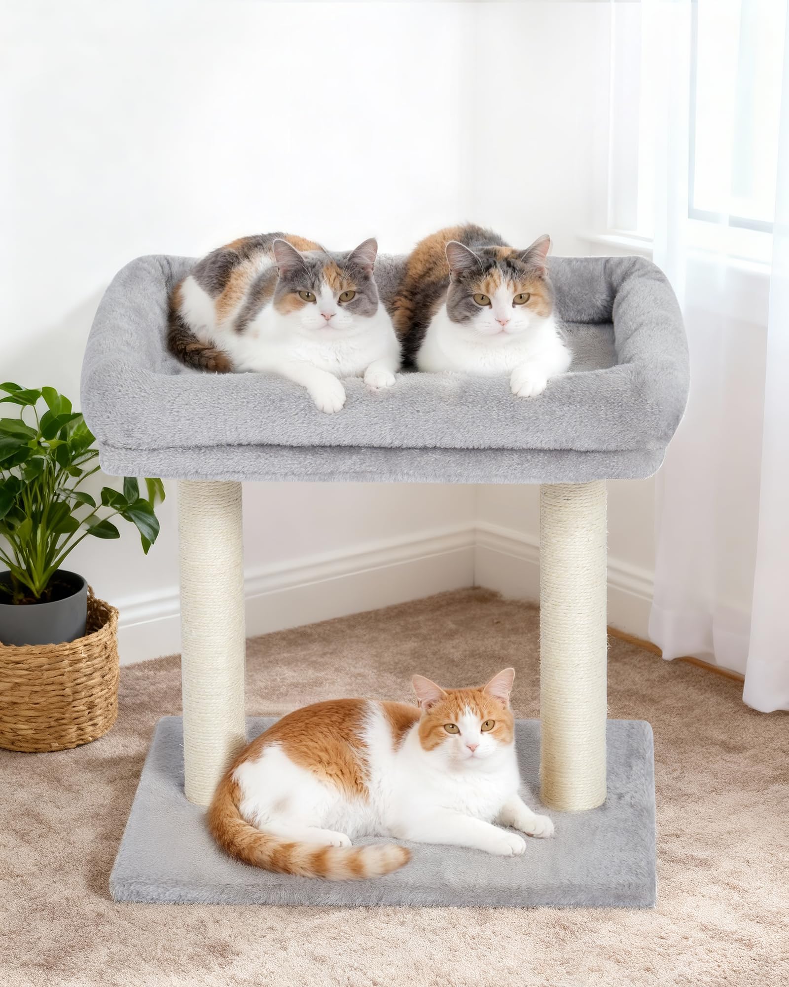KinoTail comparaison taille avec chat pour visualiser proportions