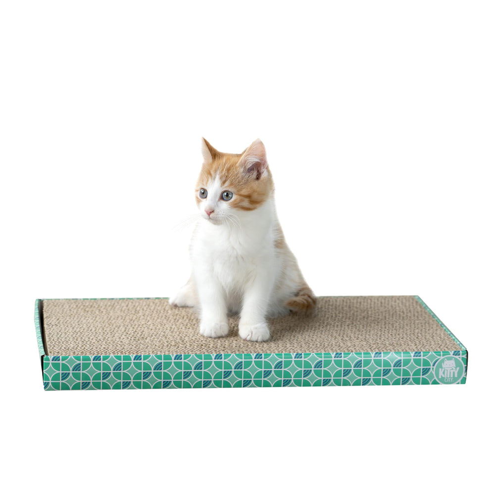 Kitty City griffoir en situation domestique favorisant jeu et détente