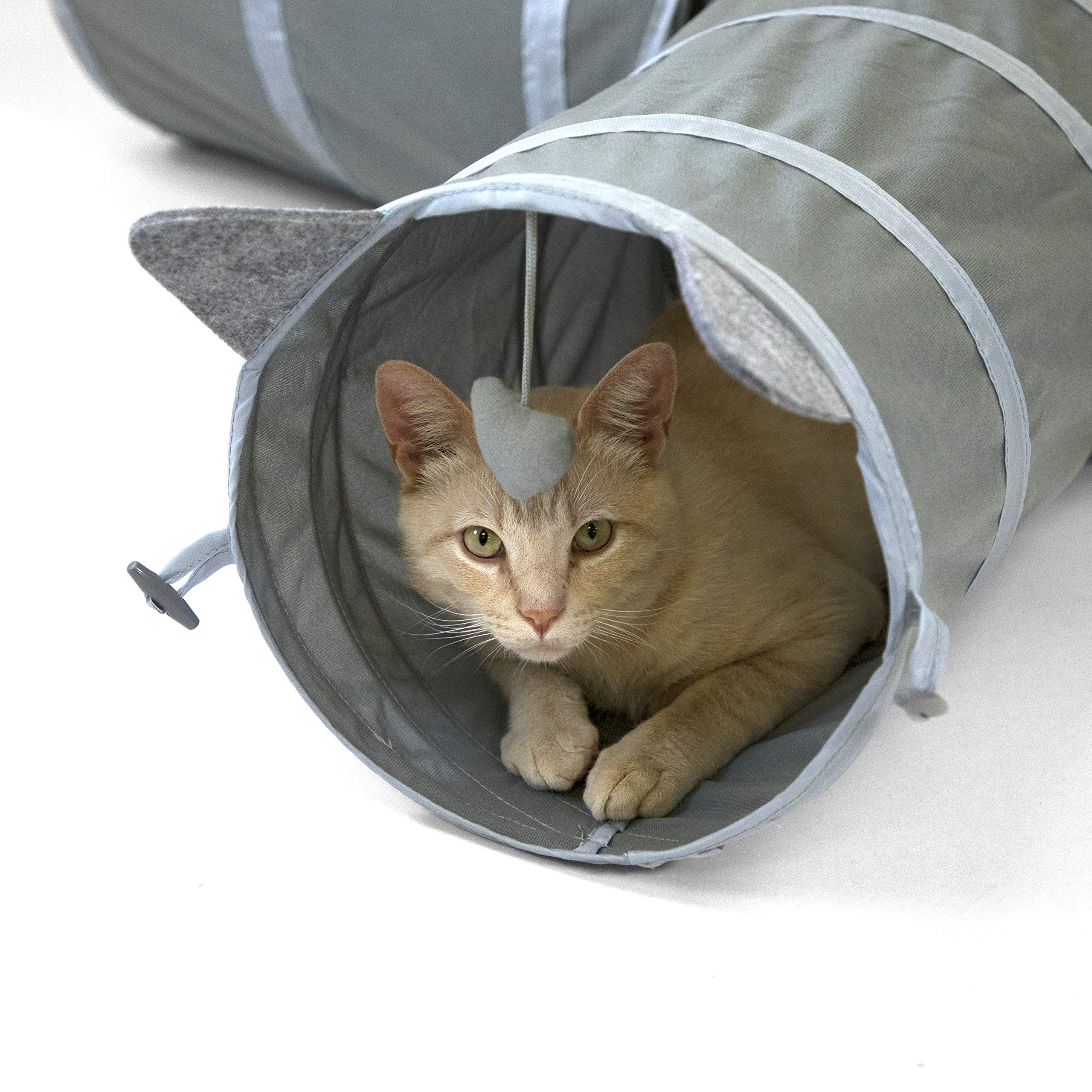Intérieur du tunnel Kitty City montrant un chat au repos confortable