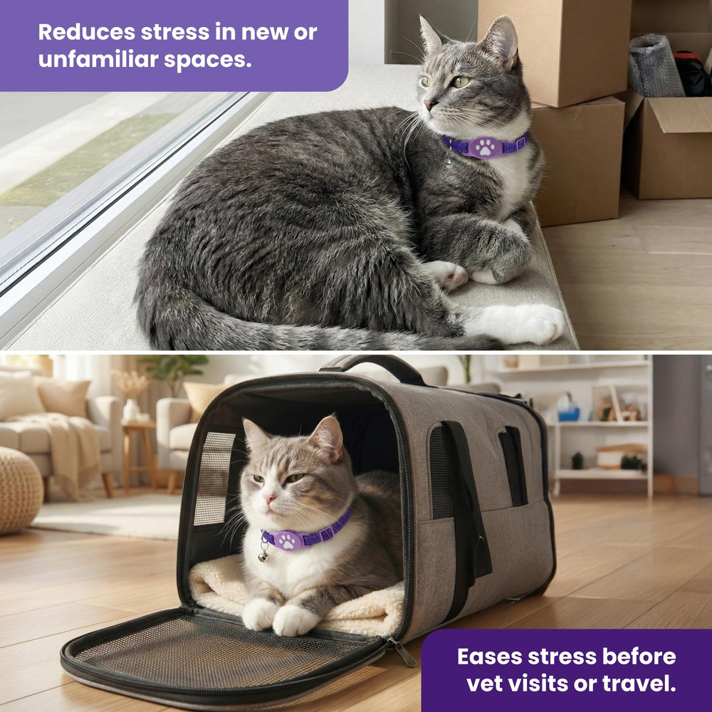 Kitty Kompass packaging et contenu kit facile à remplacer