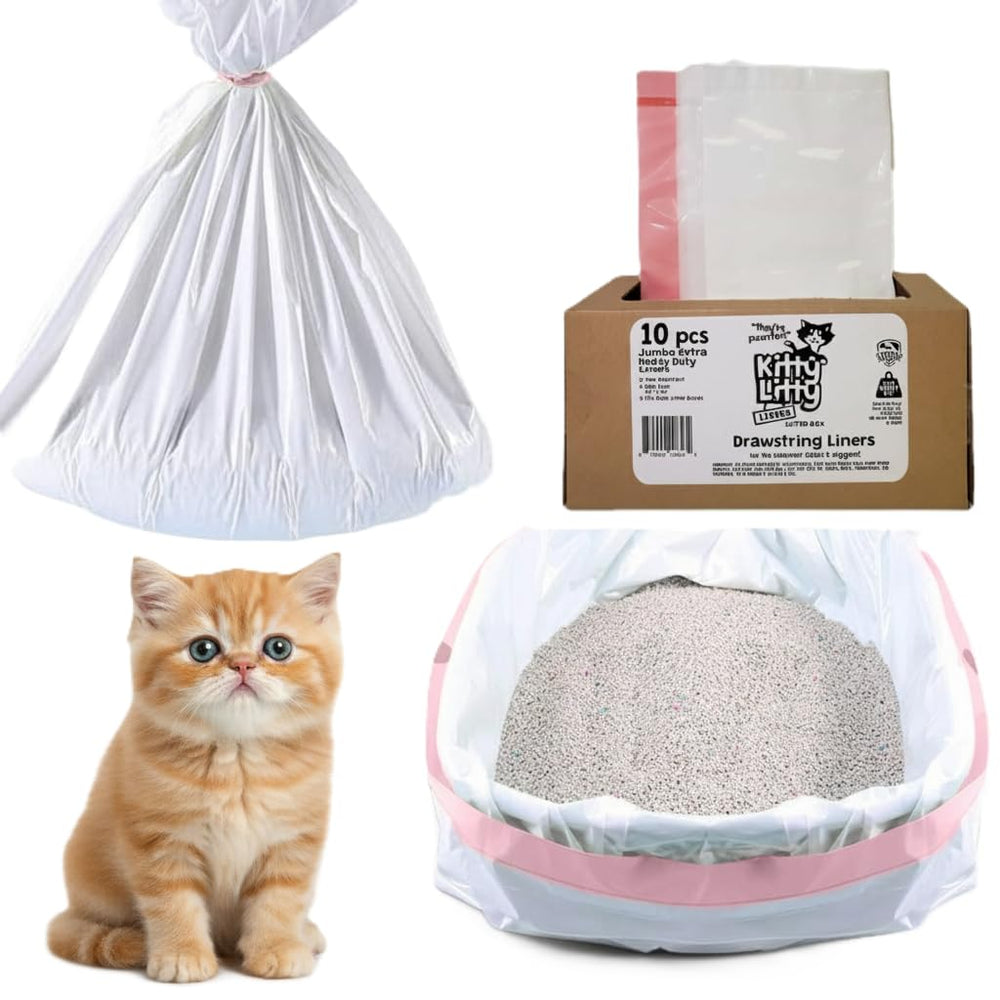 kitty litty scène domestique avec chat, entretien quotidien simplifié