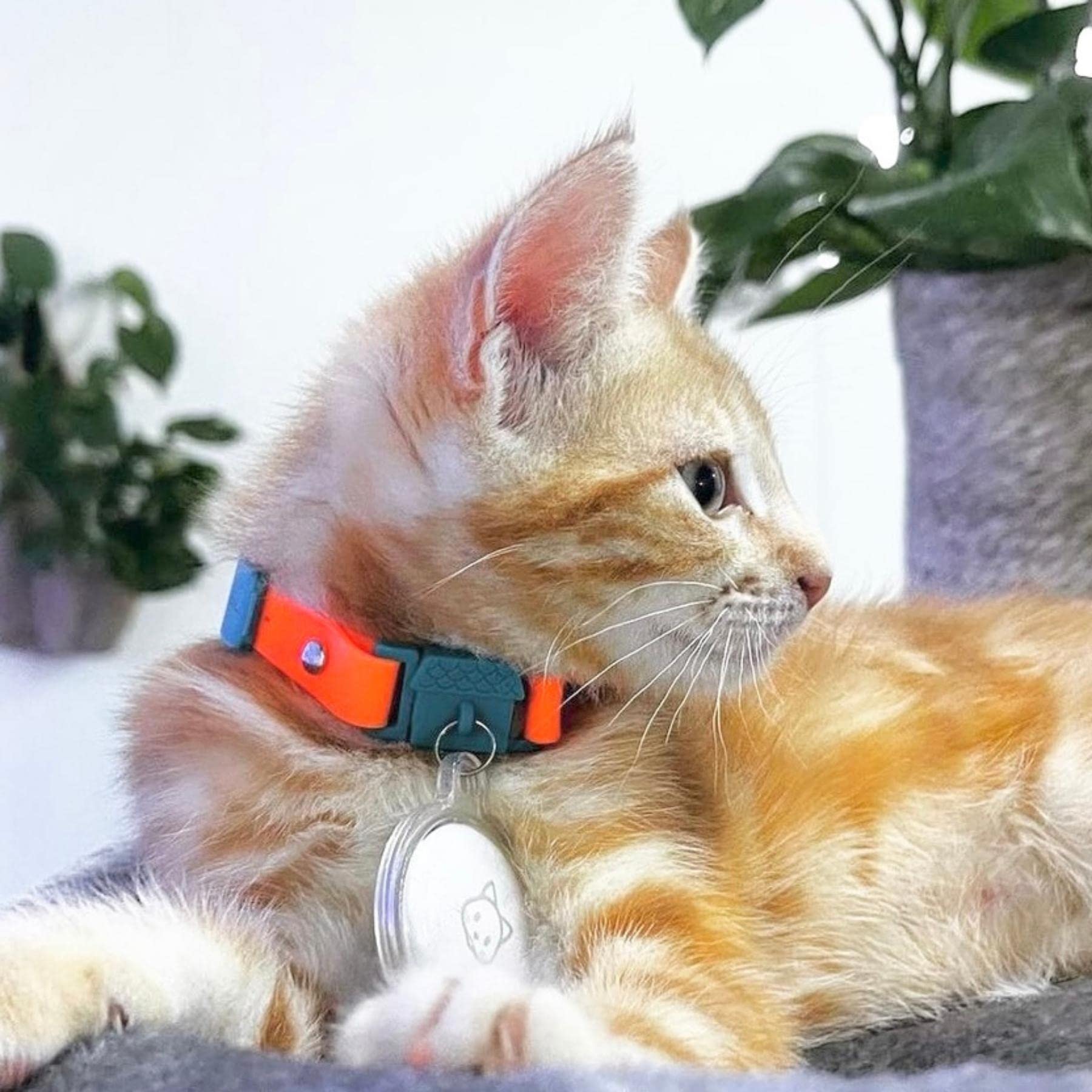 Kittyrama clochette attachée réduisant la chasse et alertant