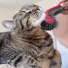 KittyWand en utilisation sur chat offrant une séance calme et agréable