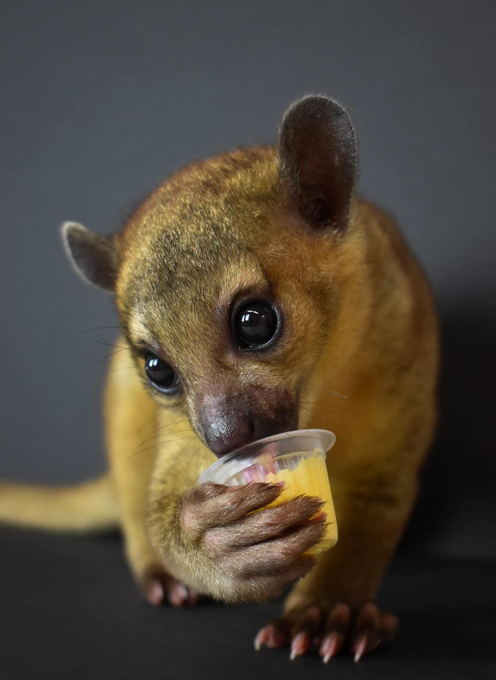 Komodo gros plan du gel fruité montrant texture appétente