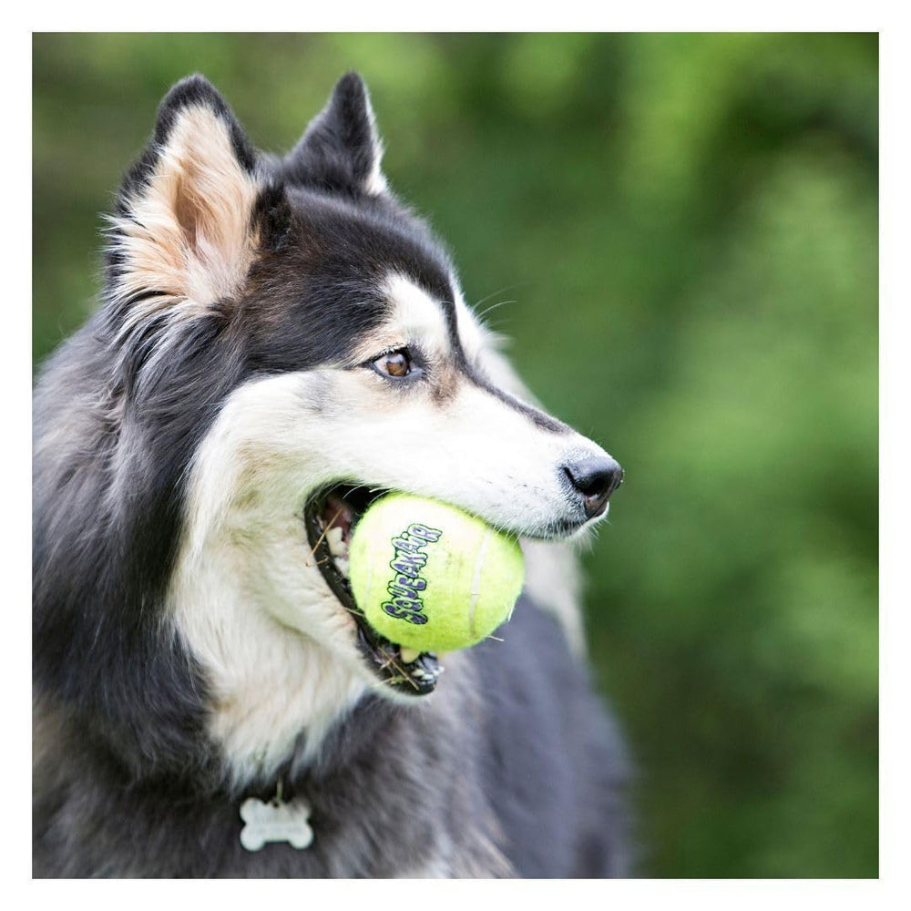 Pack de 4 KONG AirDog Squeaker prêt à l'emploi, réserve pratique