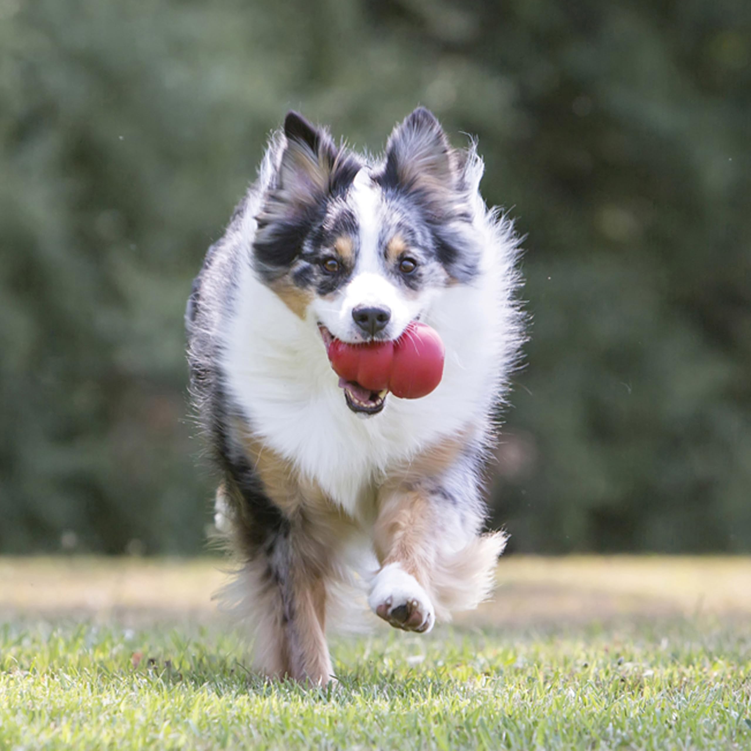 Chiens jouant avec KONG en montrant le rebond imprévisible et stimulation