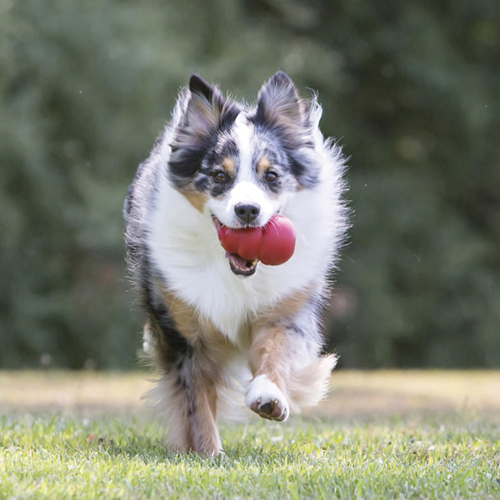 Chiens jouant avec KONG en montrant le rebond imprévisible et stimulation