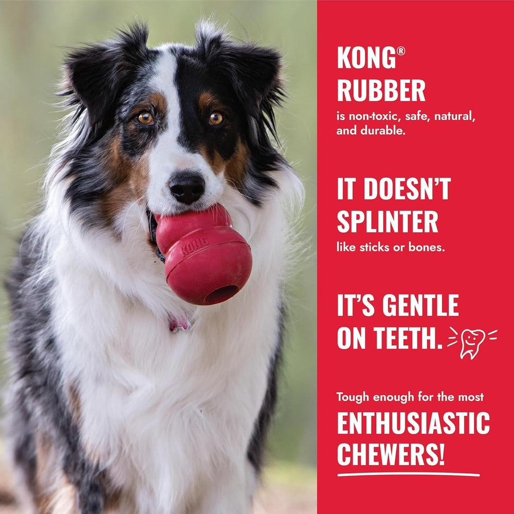 KONG démonstration mastication, masse les gencives et encourage mastication saine