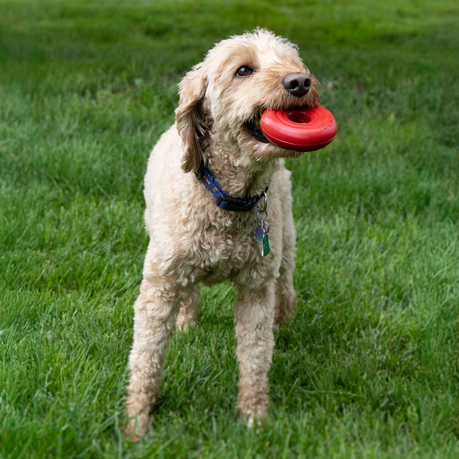 KONG Donut à côté d'un chien moyen pour comparaison d'échelle utile