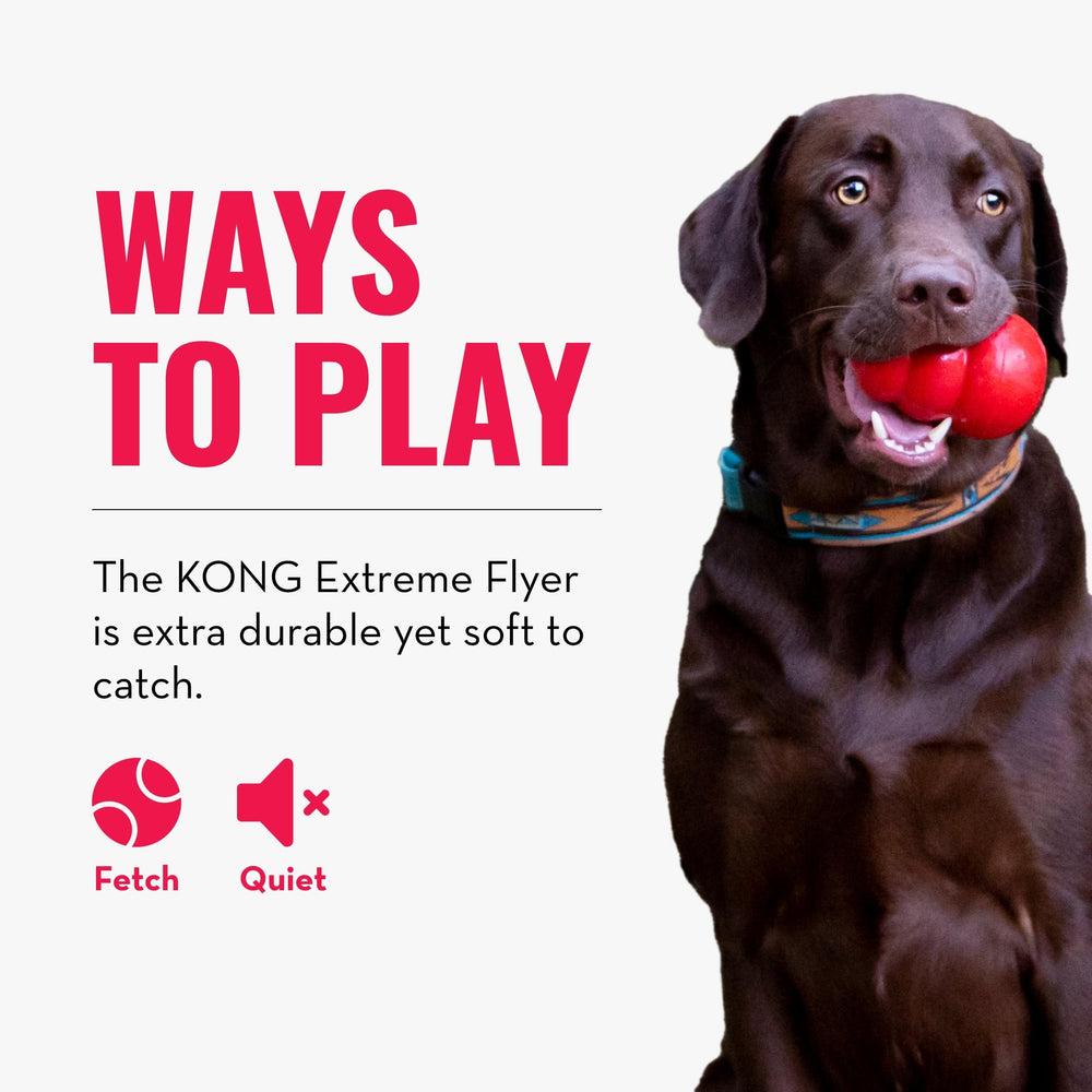 KONG disque posé sur herbe montrant usage extérieur et jeu actif