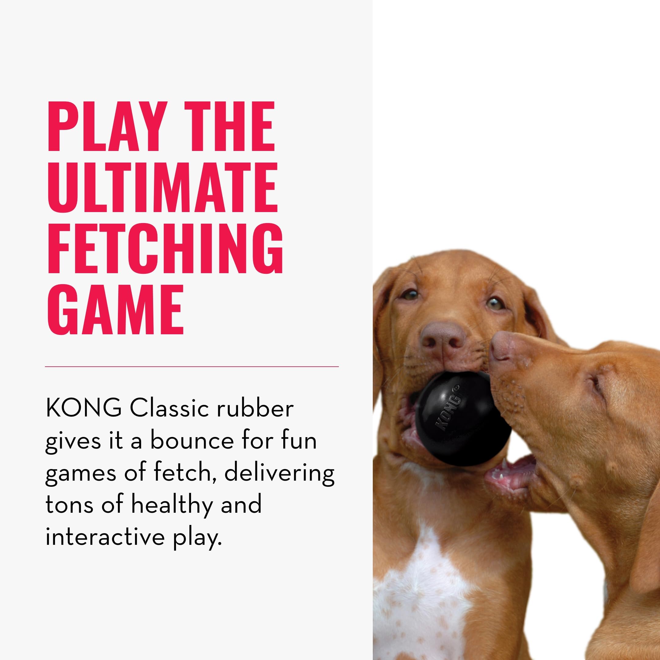 Comparaison taille KONG Extreme à côté d'un petit chien pour adapter la taille