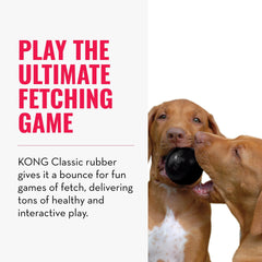 Comparaison taille KONG Extreme à côté d'un petit chien pour adapter la taille