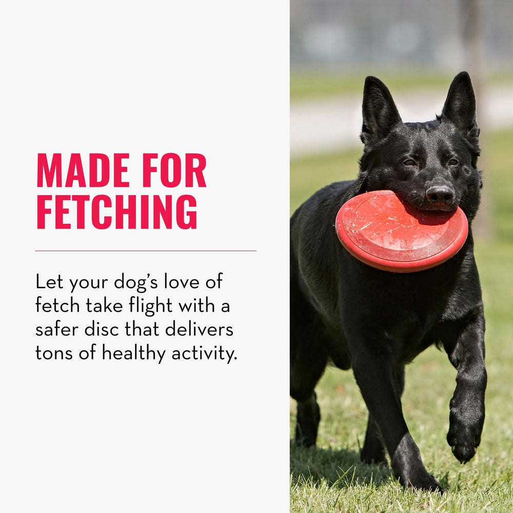 KONG Flyer dans la bouche d’un petit chien pour capture sécurisée