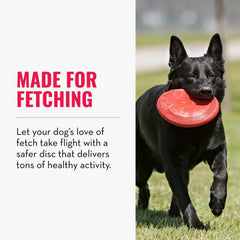 KONG Flyer dans la bouche d’un petit chien pour capture sécurisée