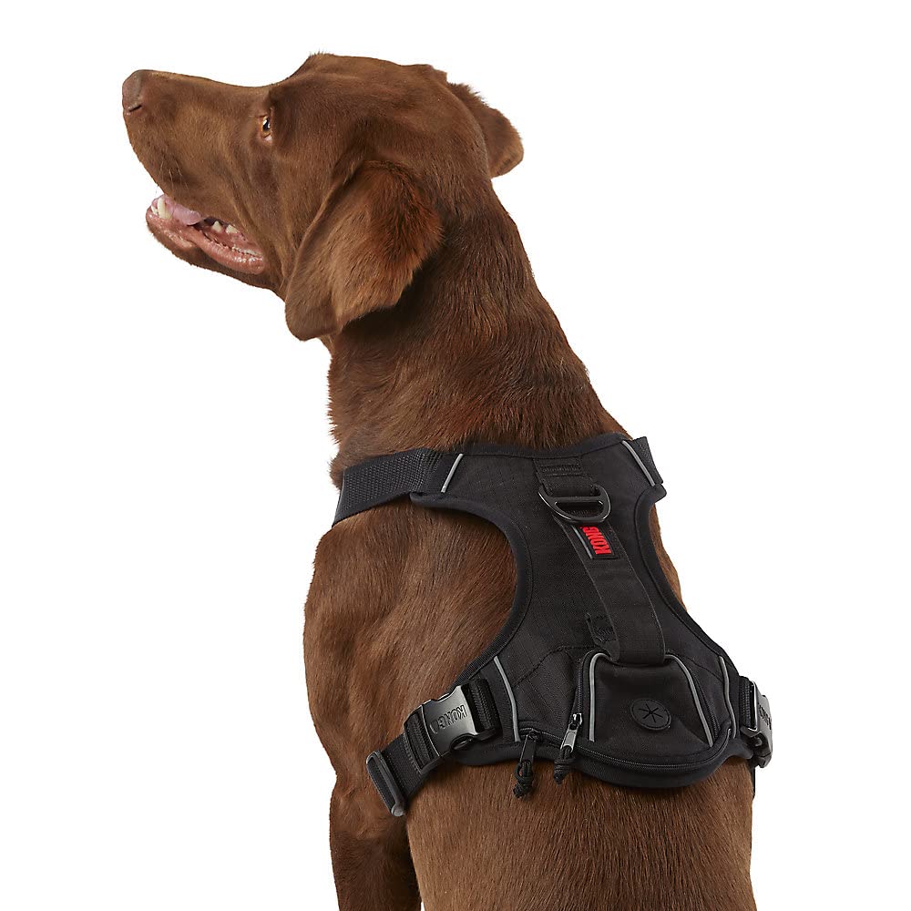 KONG harnais XL sur chien en promenade, maintien sûr et confort visible