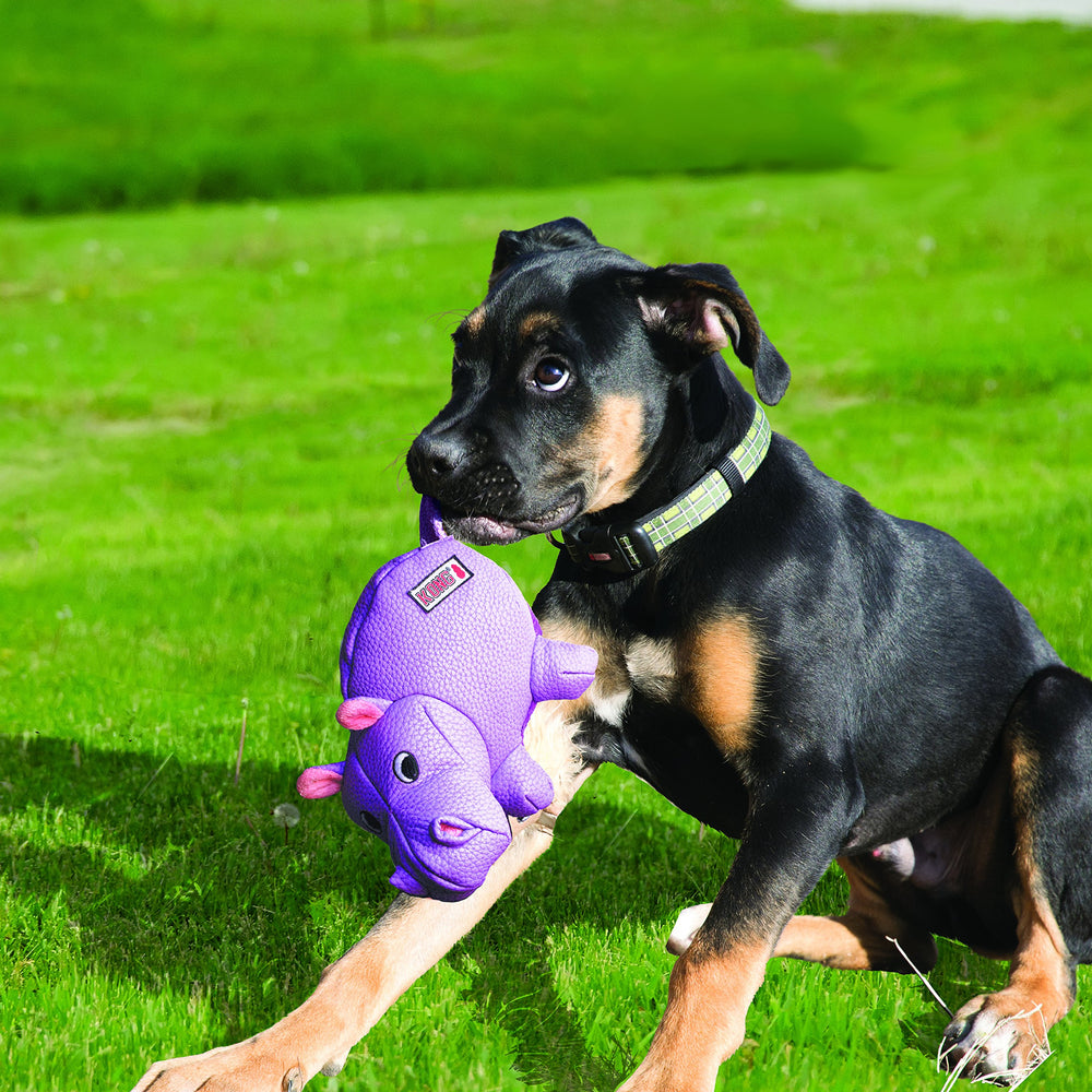 Gros plan texture KONG Phatz Pig stimulant les gencives du chien