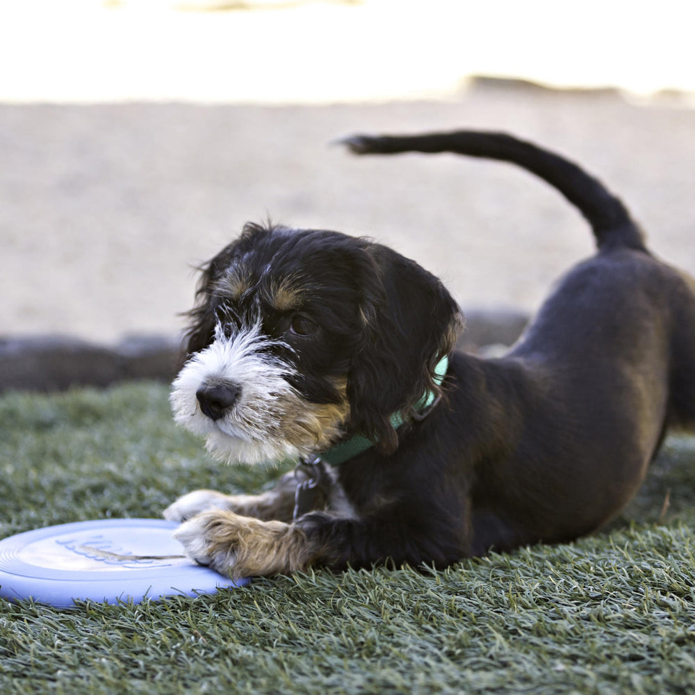 KONG Puppy Flyer interaction chiot jouant pour développer socialisation