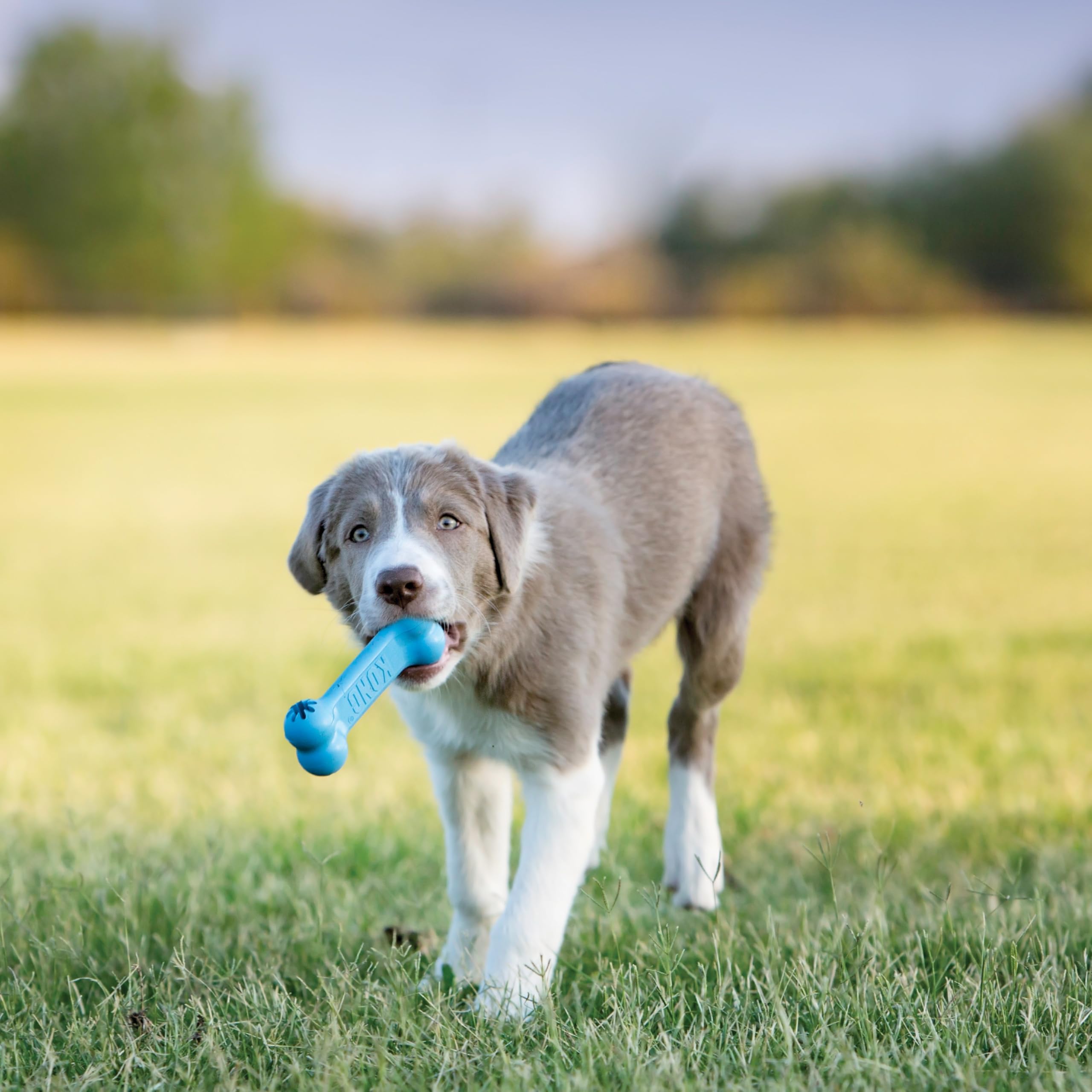 KONG Puppy Goodie Bone en usage avec chiot, favorise mastication saine