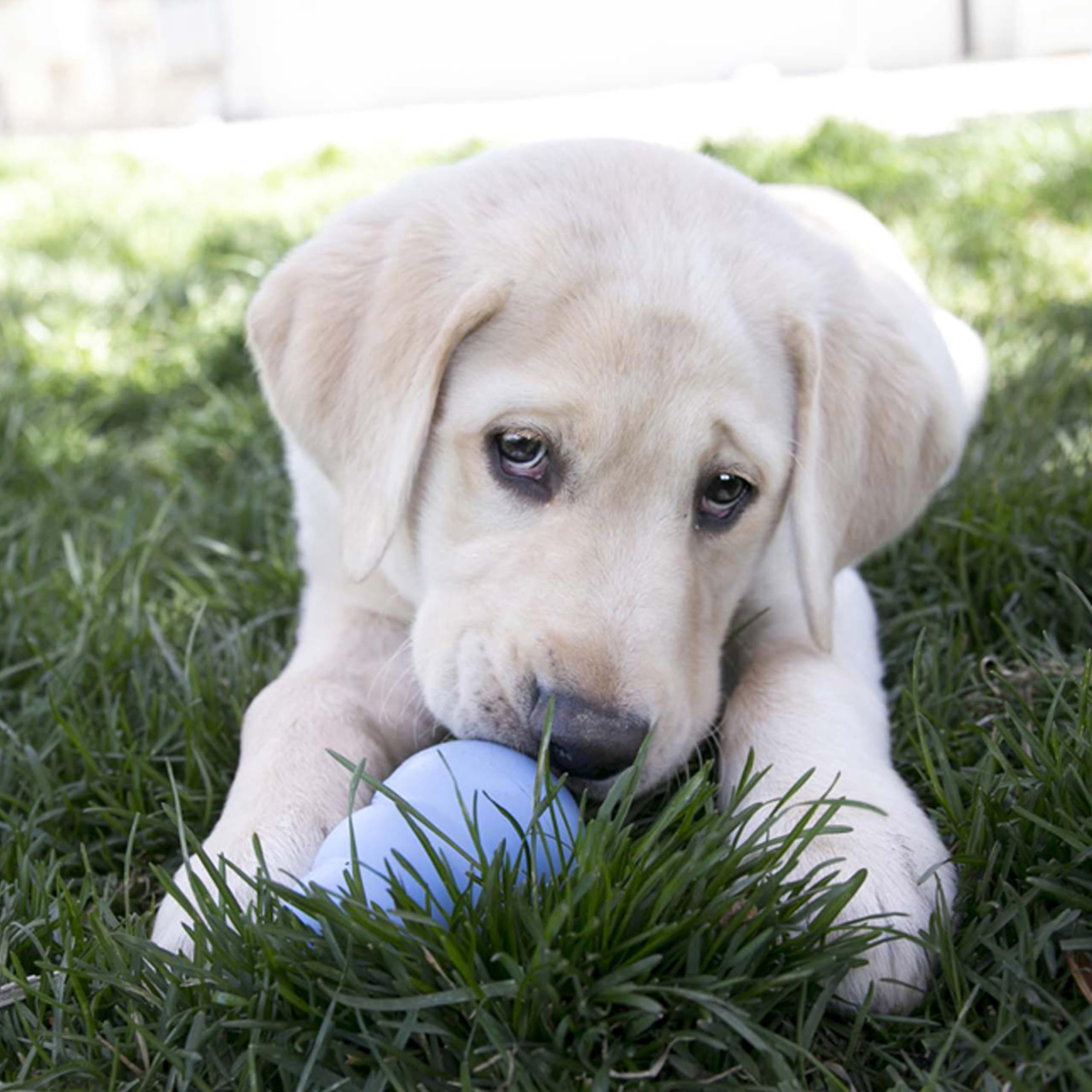 KONG Puppy vue de profil illustrant la prise en bouche facile pour chiot
