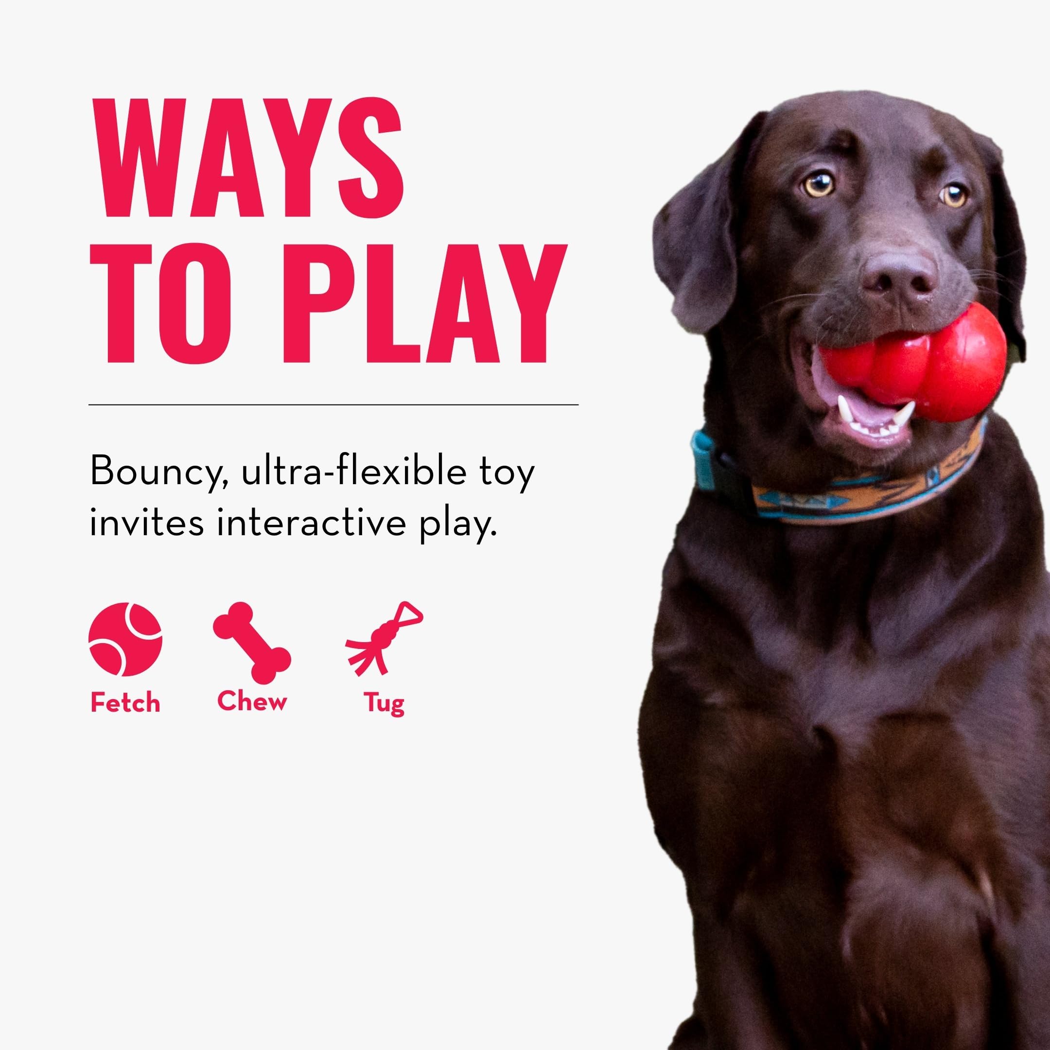 KONG Reflex Flyer chien attrapant le disque stimule activité et rapport