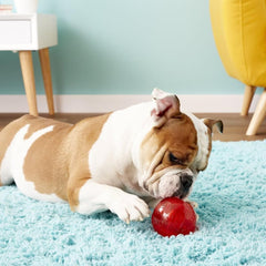 Chien attrapant KONG Squeezz Ball en plein lancer, stimule exercice et rapport