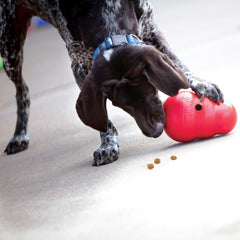 Chien jouant avec KONG Wobbler stimule activité et esprit