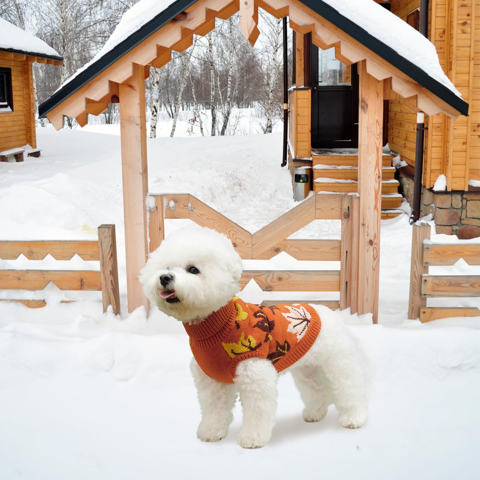 KOOLTAIL chien en promenade automnale, confort et protection contre le froid
