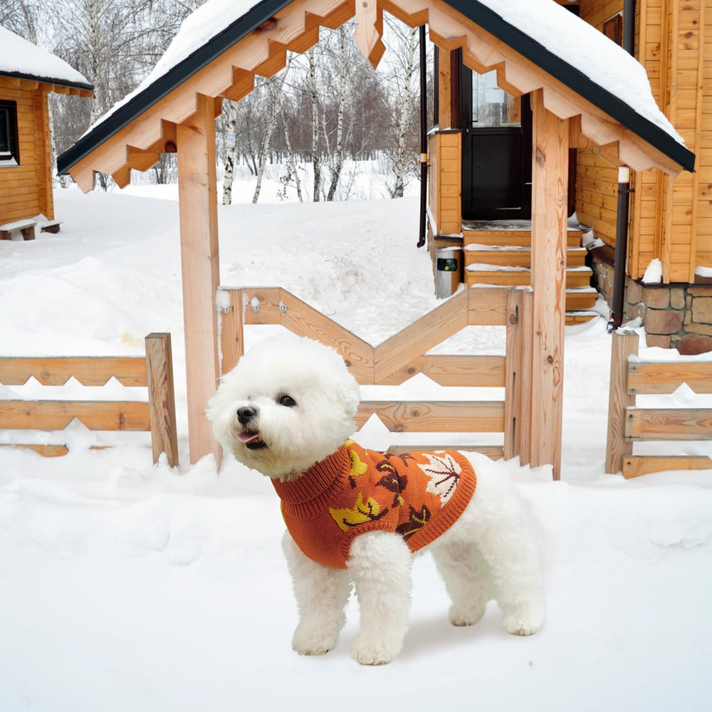 KOOLTAIL chien en promenade automnale, confort et protection contre le froid