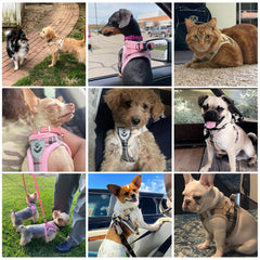 KOOLTAIL gros plan maille respirante offrant confort et aération pour le chien