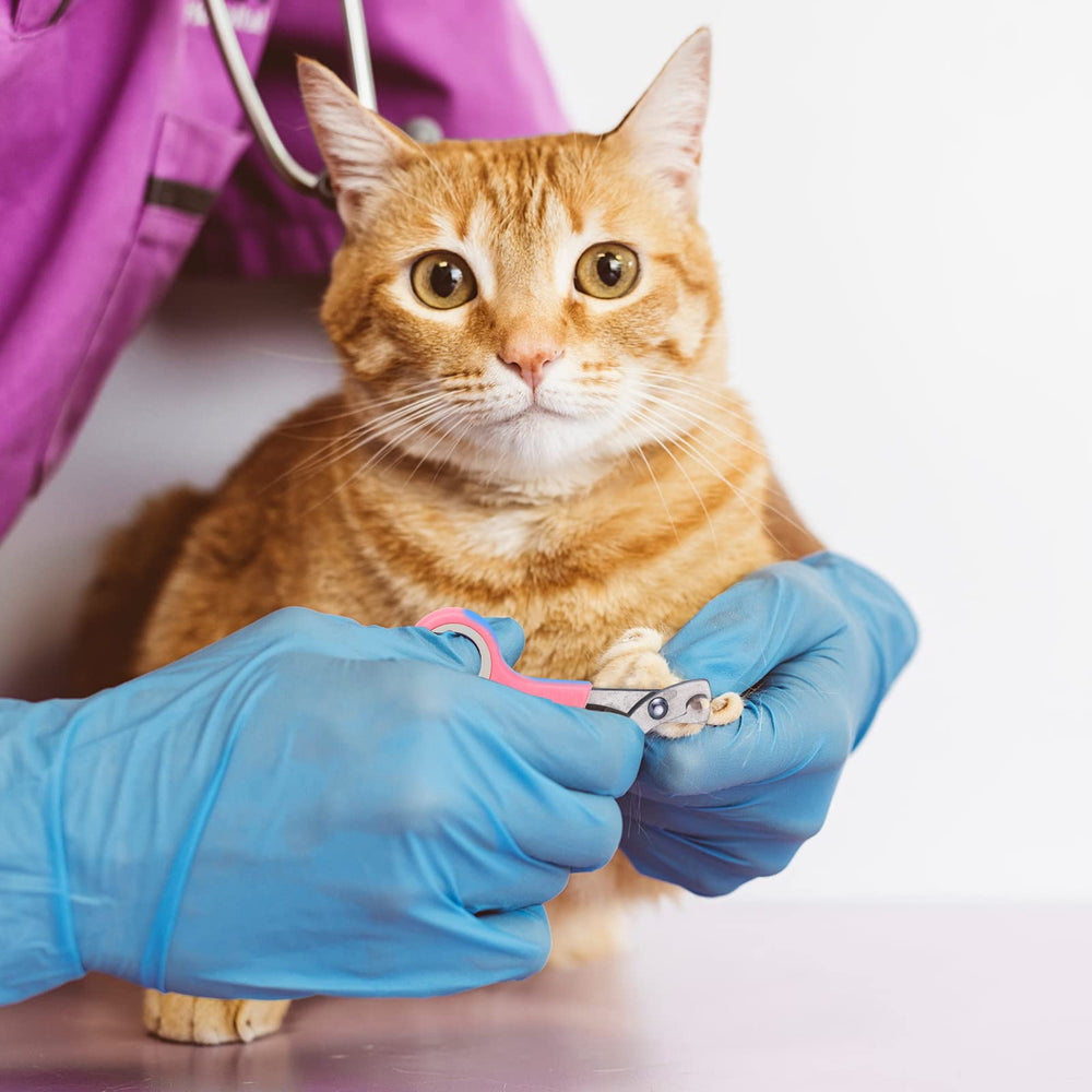 Kritkin comparaison taille avec chat pour montrer ajustabilité et adaptation