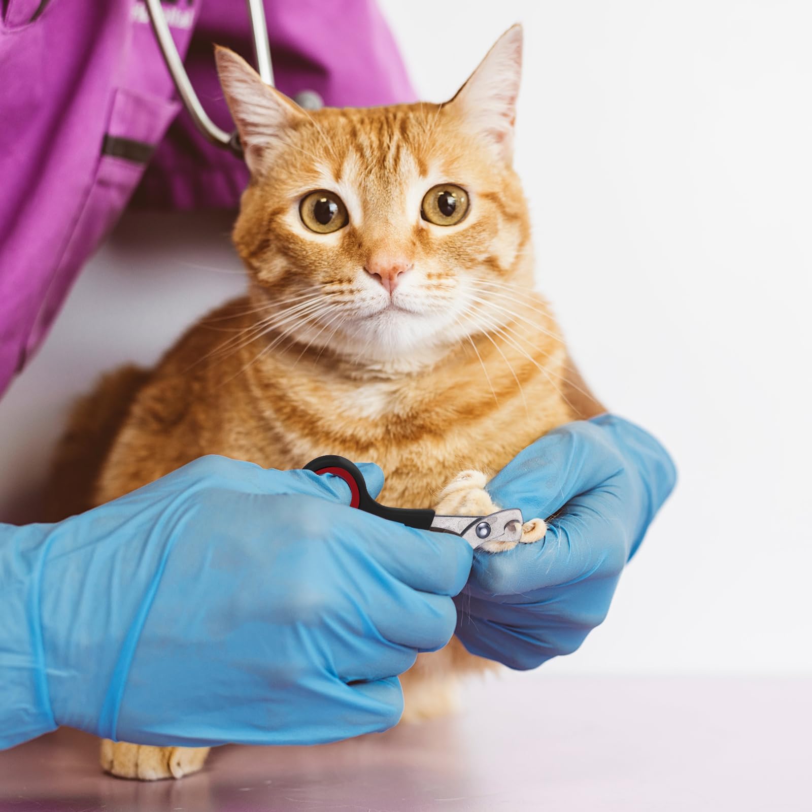 Kritkin comparaison d'échelle montrant adaptée aux chats petits