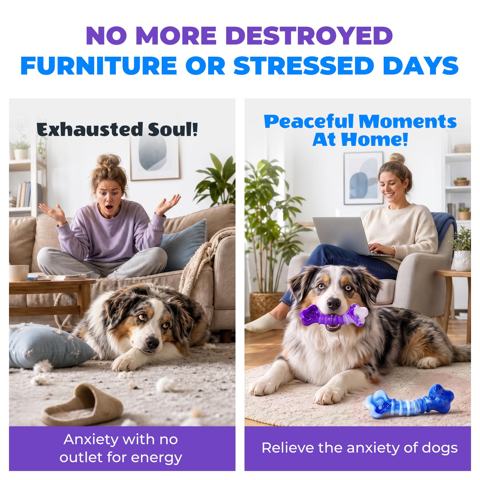 Kseroo scène de vie où chiens jouent, favorise moments de qualité