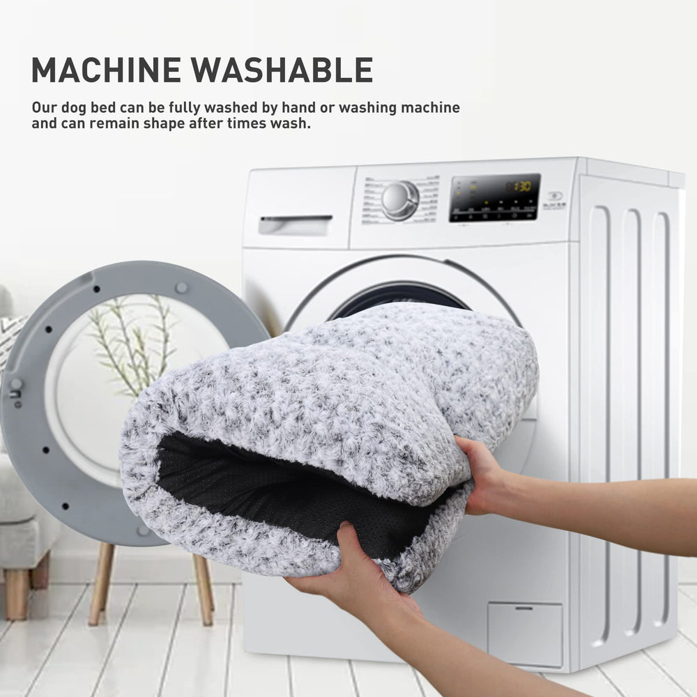 KSIIA comparaison taille avec petit chien montrant dimension adaptée