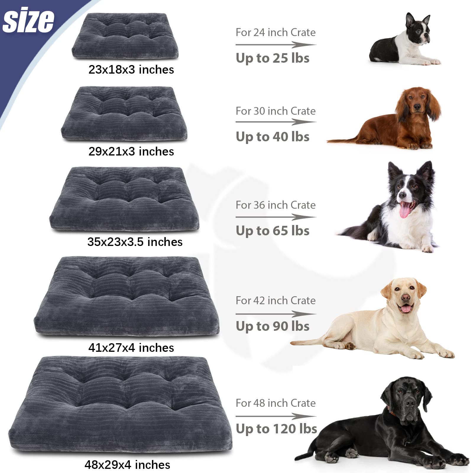 KSIIA comparaison taille avec règle montrant dimensions adaptées chiens moyens