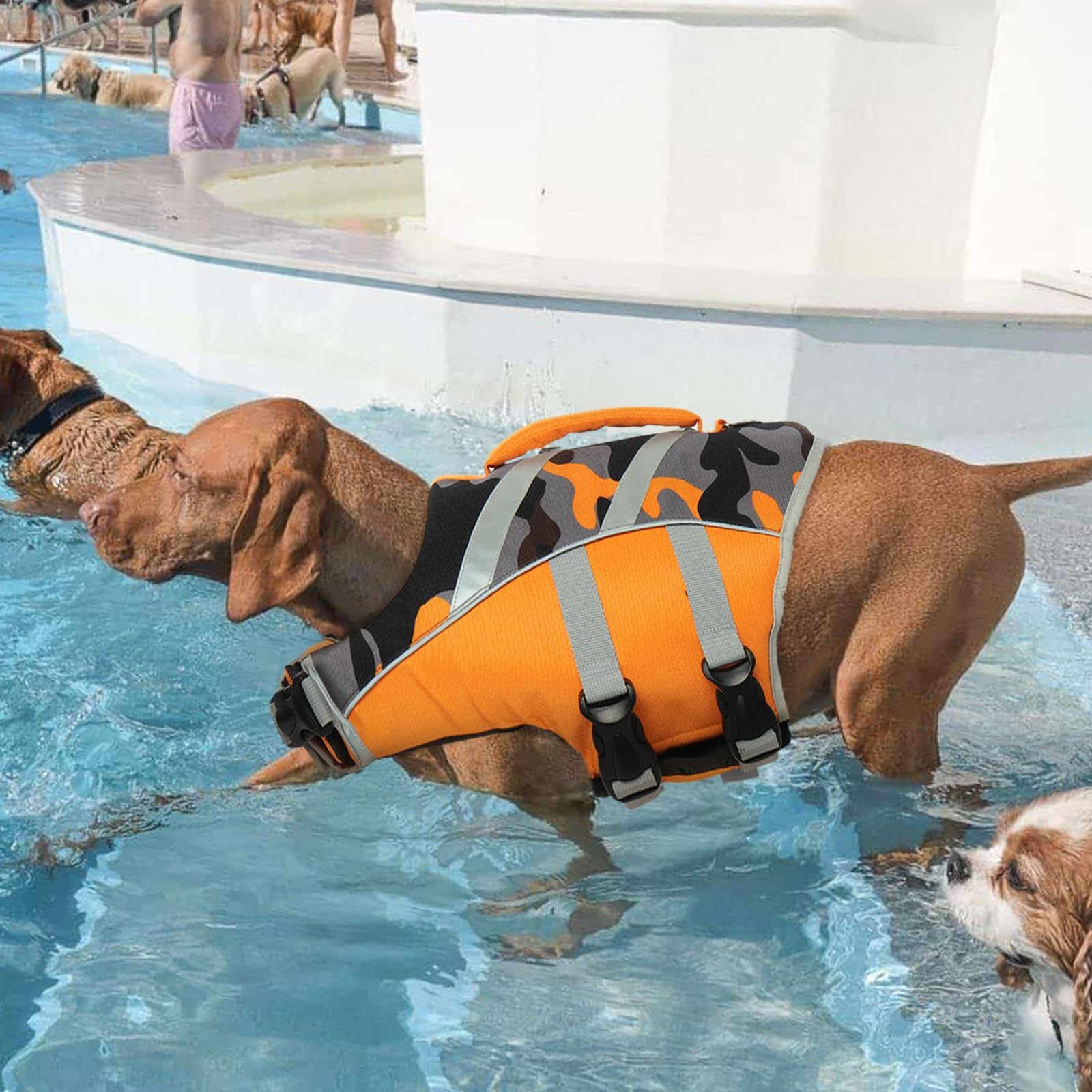 Kuoser chien à bord d'un bateau portant gilet pour protection aquatique