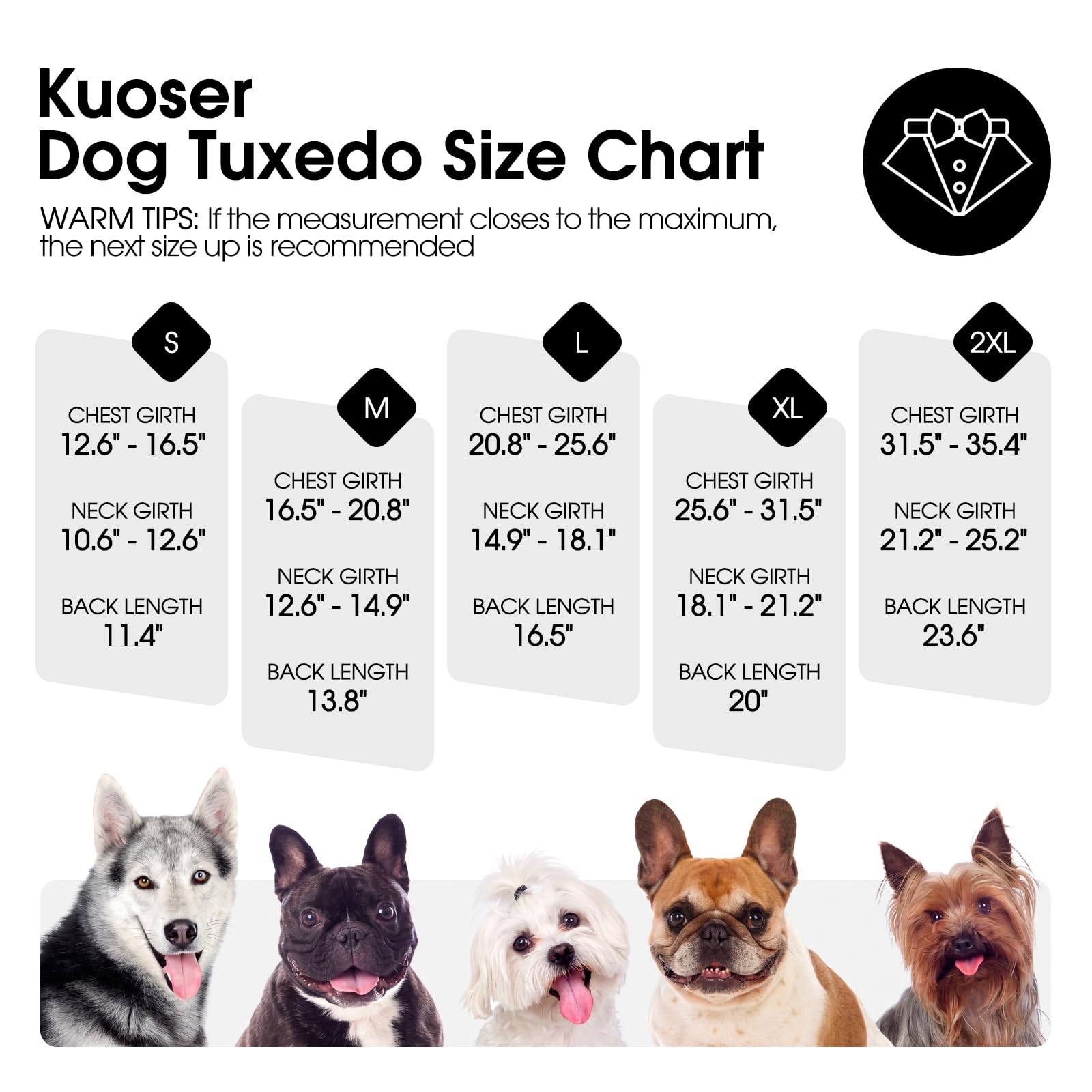 Kuoser chien portant costume lors d'un événement montrant rendu photo professionnel