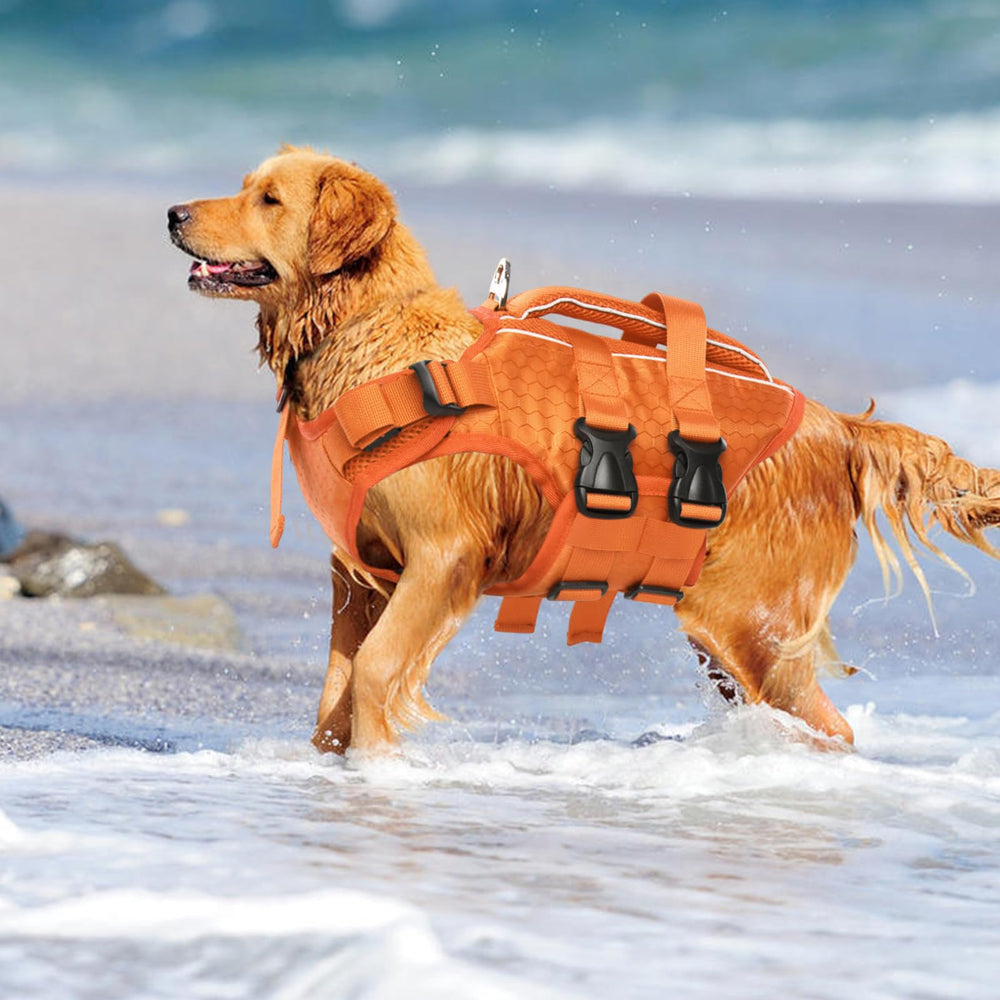 Kuoser gilet scène plage chien visible et calme lors d'activités